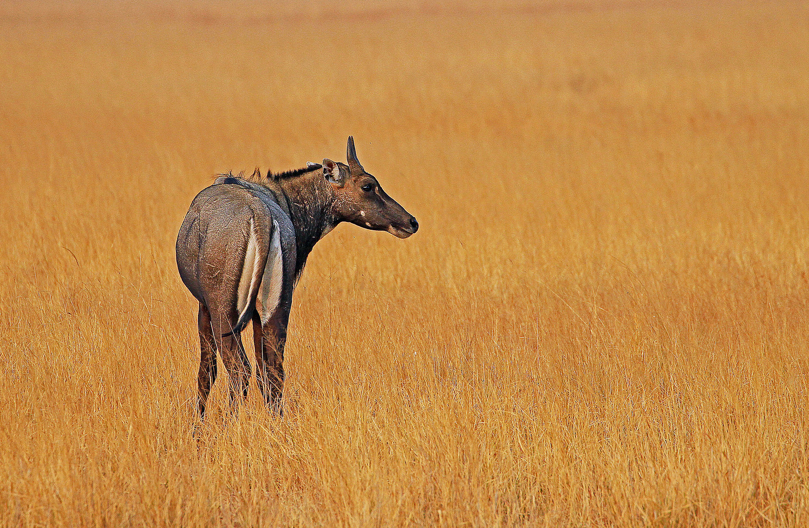Nilgai-Antilope im Velavadar Nationalpark, Gujarat, Indien