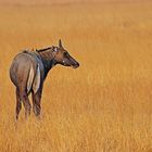 Nilgai-Antilope im Velavadar Nationalpark, Gujarat, Indien