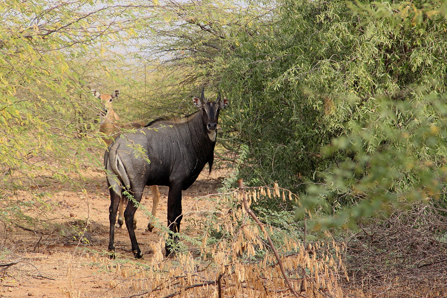 Nilgai-Antilopen in Kachchh