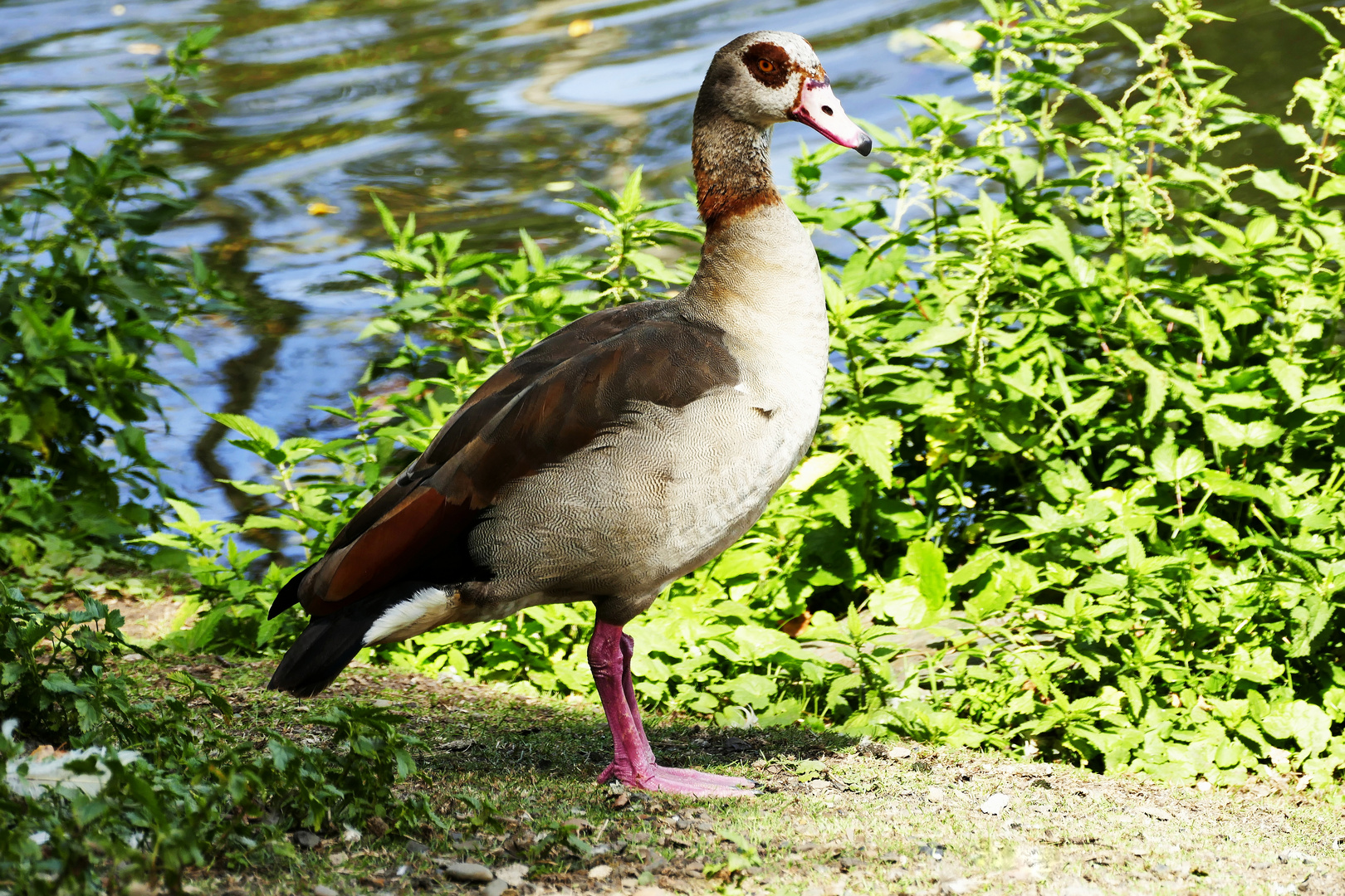 Nilgans