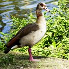 Nilgans