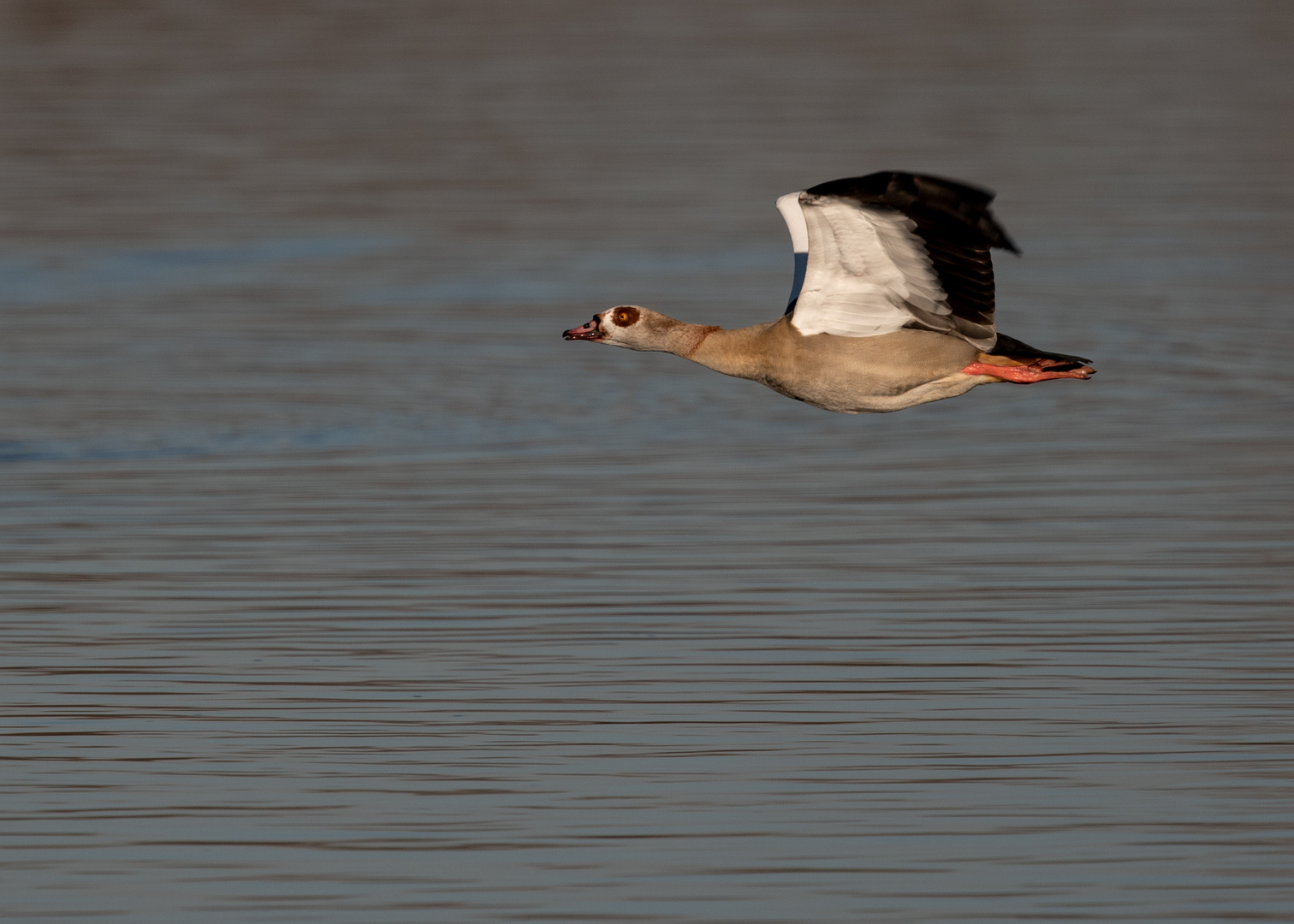 Nilgans