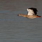 Nilgans