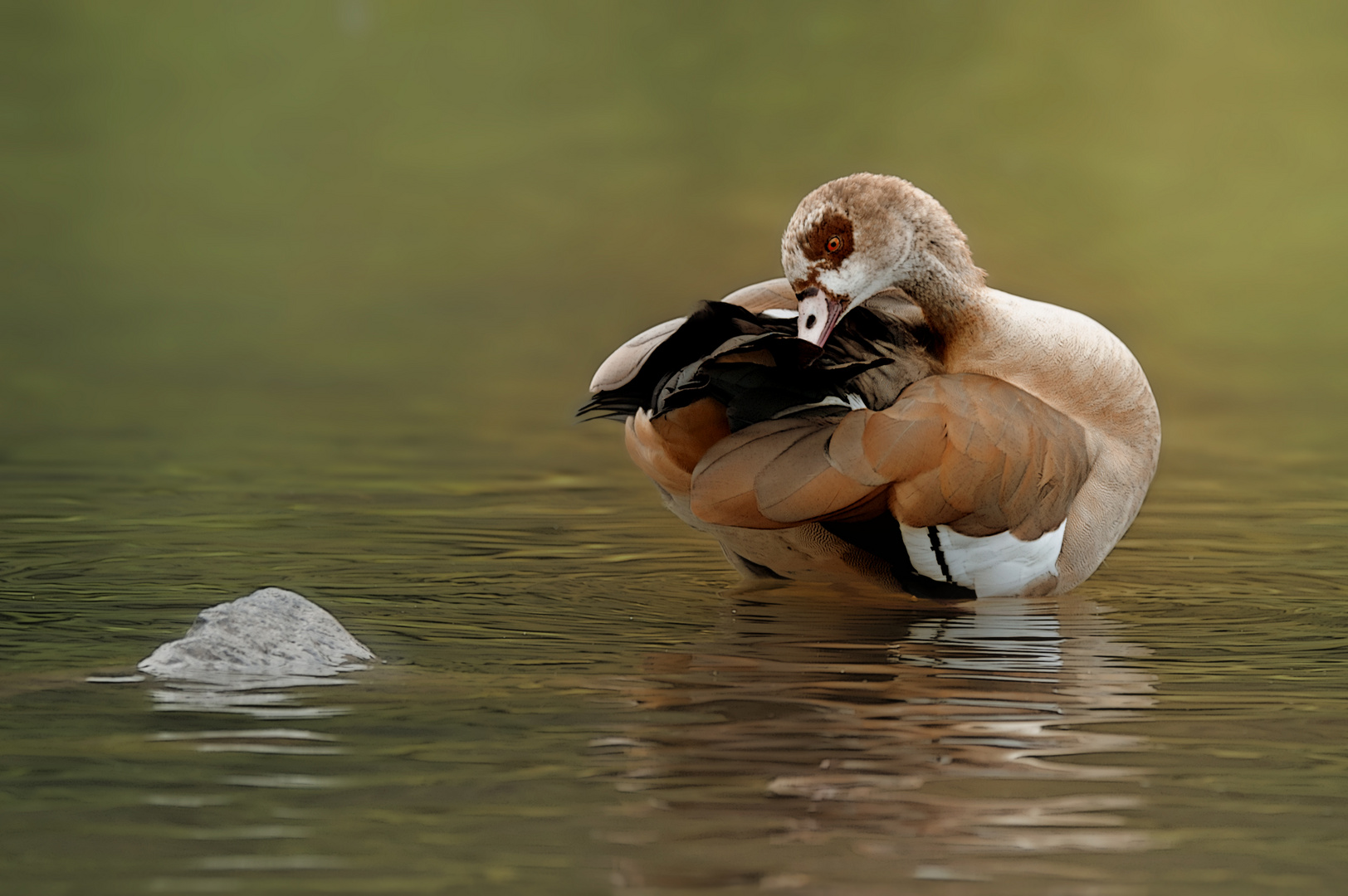 nilgans