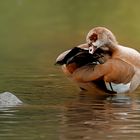 nilgans