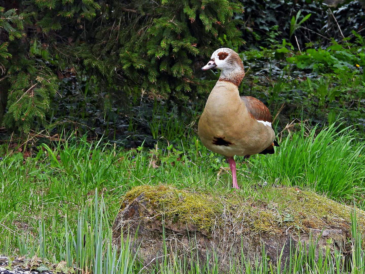 Nilgans (02.04.2024)