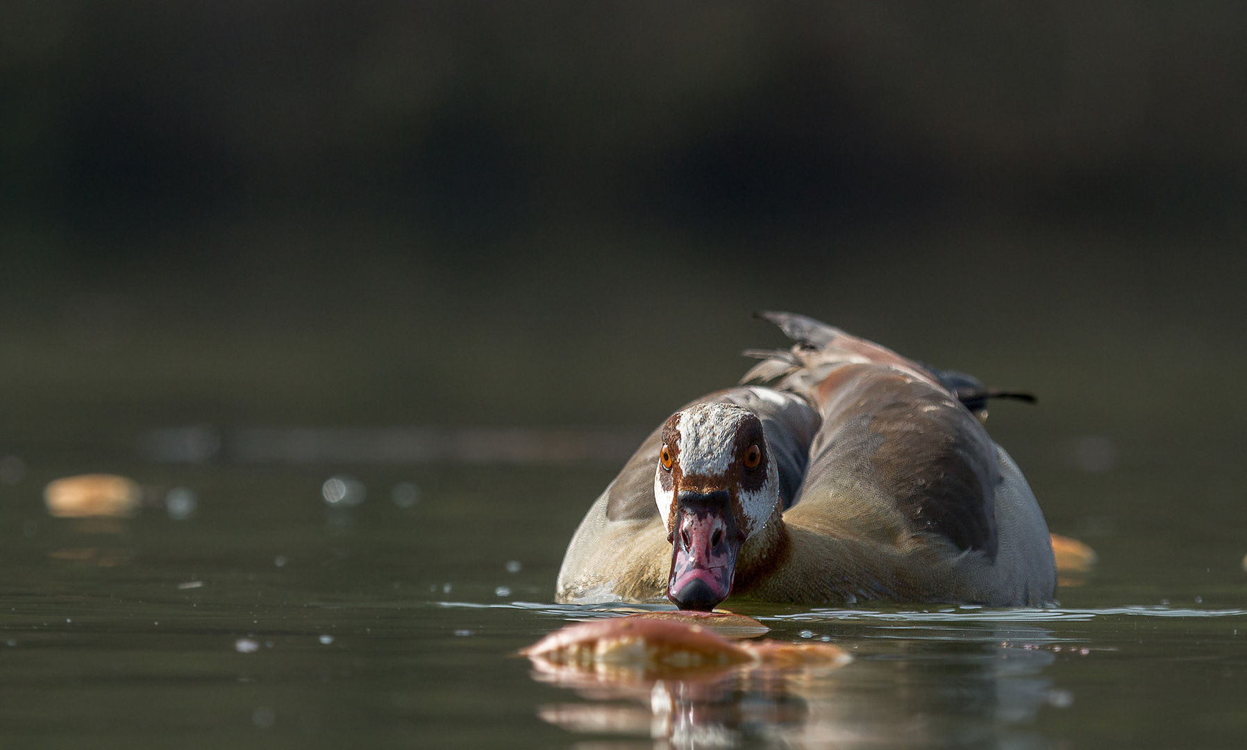 Nilgans