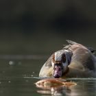 Nilgans