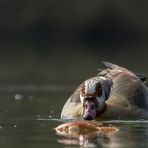 Nilgans