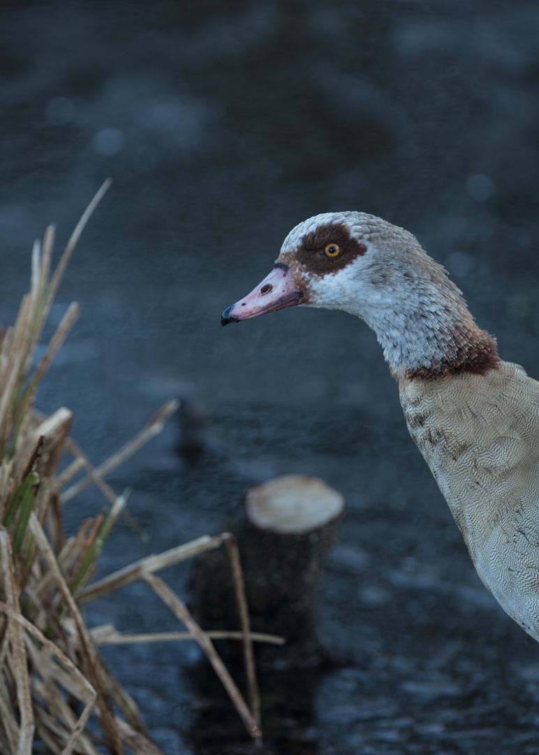 Nilgans