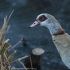 Nilgans