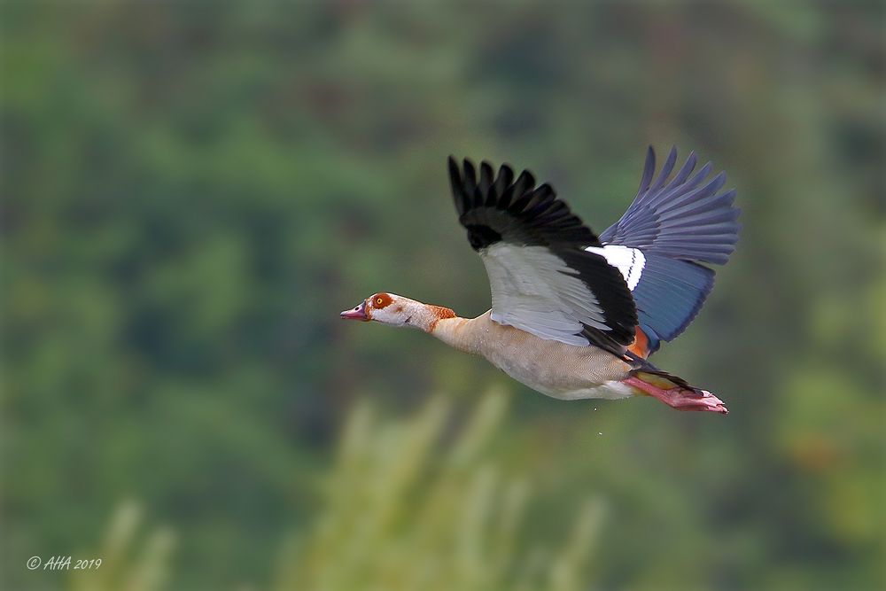 Nilgans