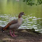 Nilgans