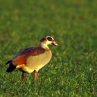 Nilgans