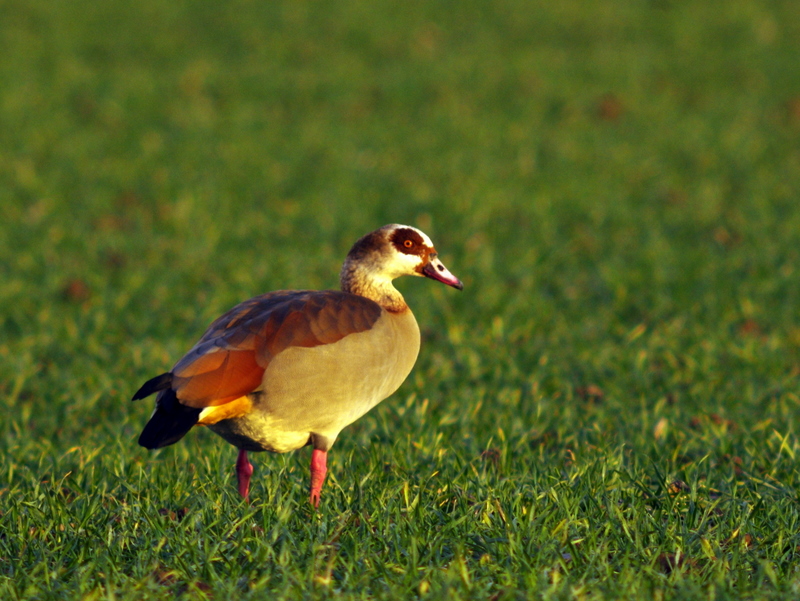 Nilgans