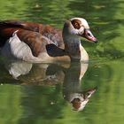 Nilgans...