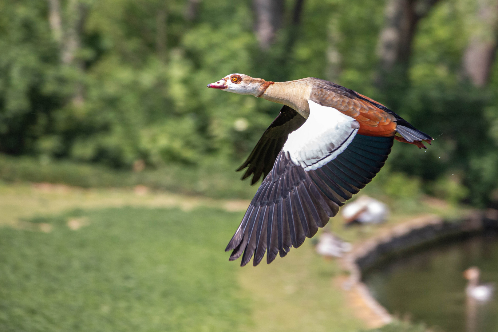 Nilgans