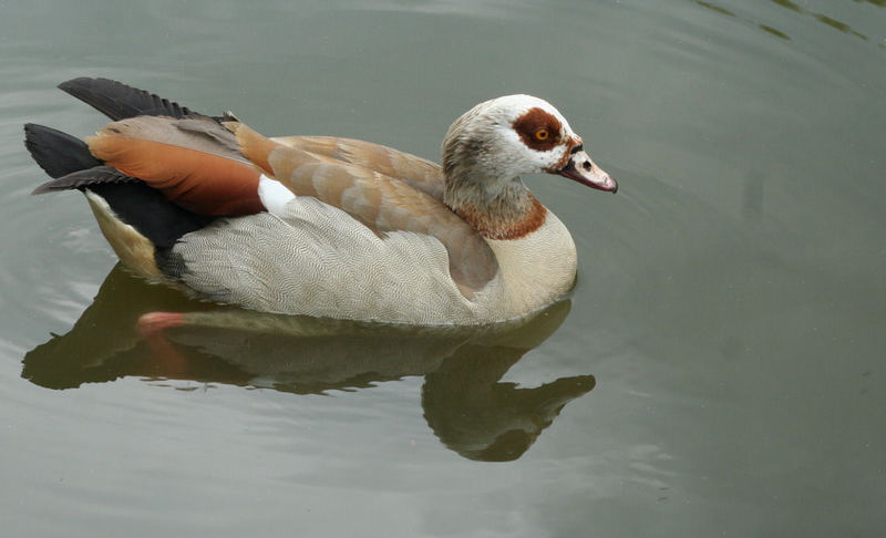 Nilgans