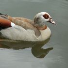 Nilgans