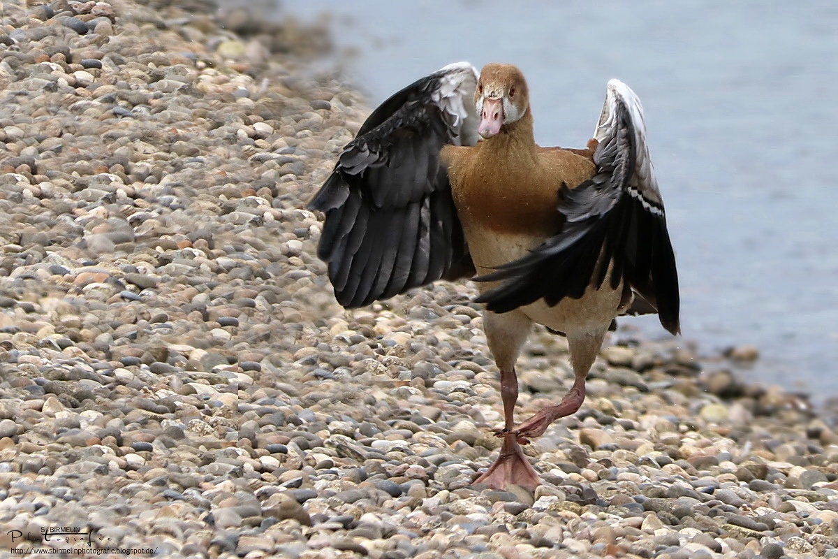 Nilgans 