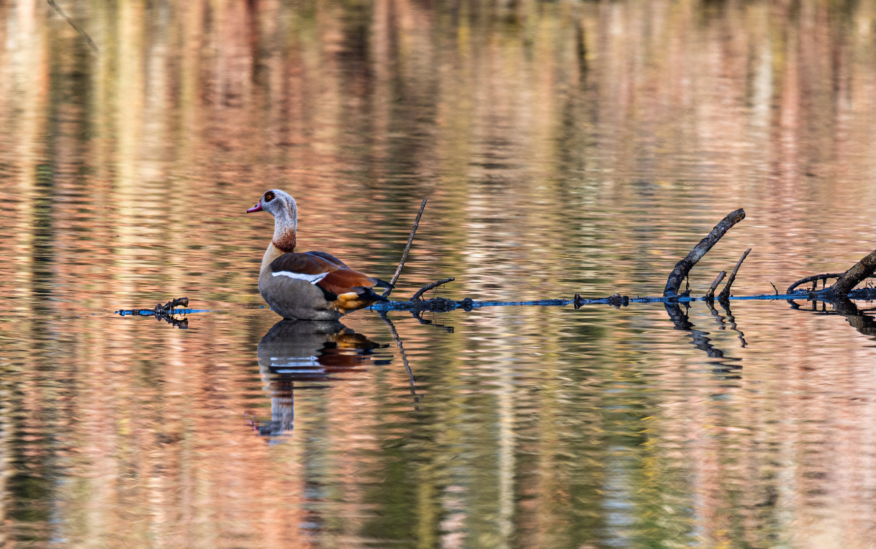 Nilgans 