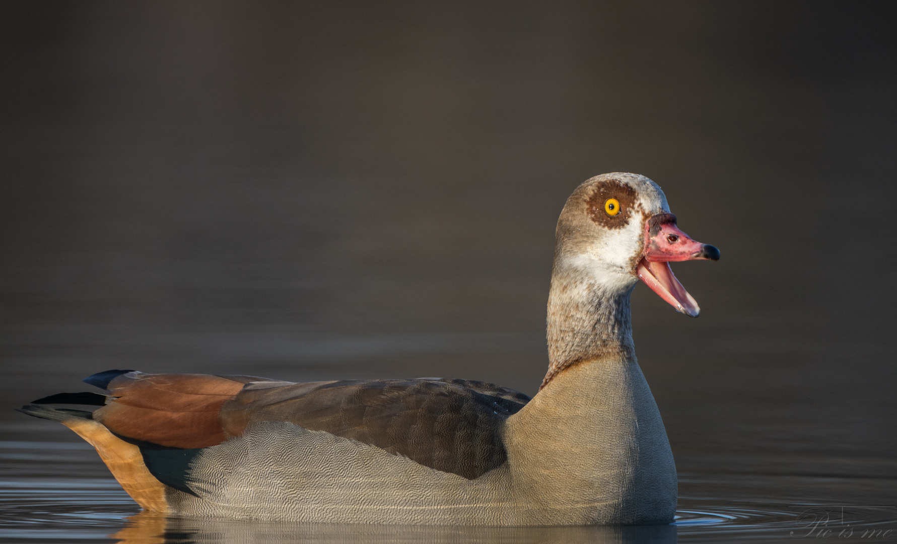 Nilgans