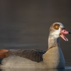 Nilgans