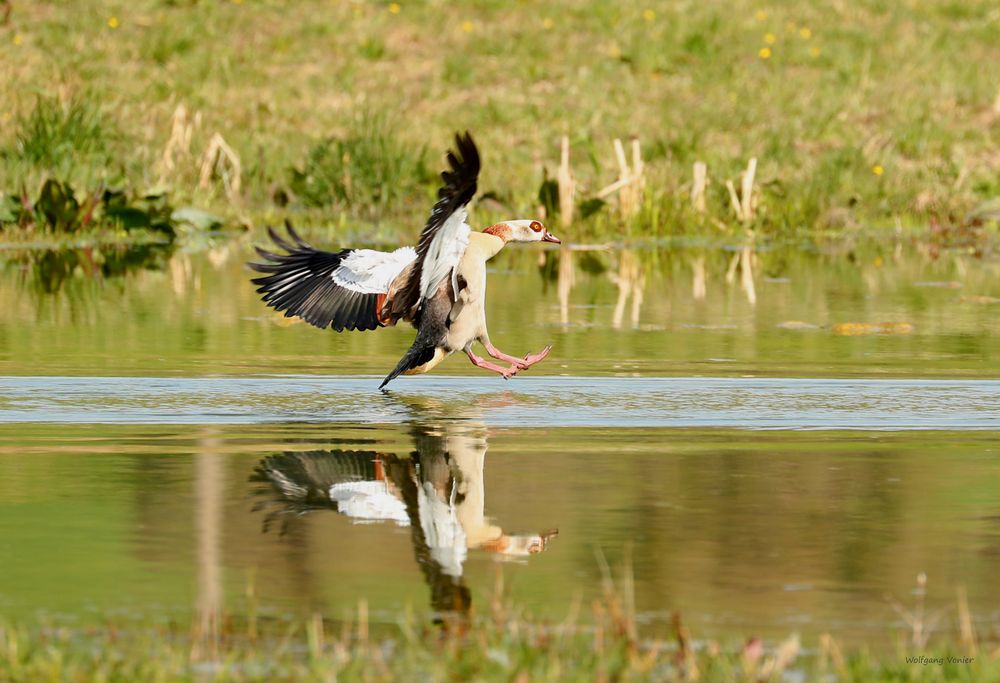 Nilgans