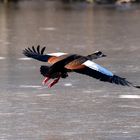 Nilgans