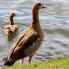 Nilgans