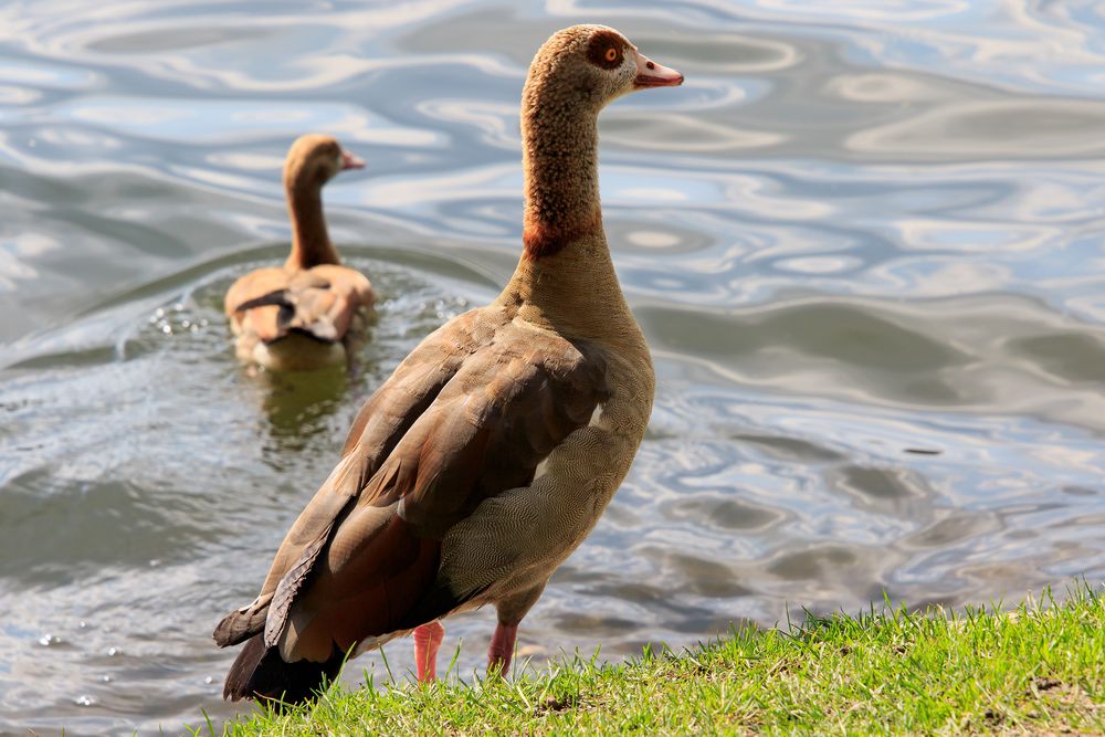 Nilgans