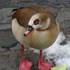 Nilgans