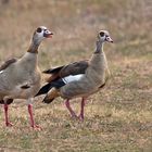 Nilgans