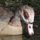 Nilgans