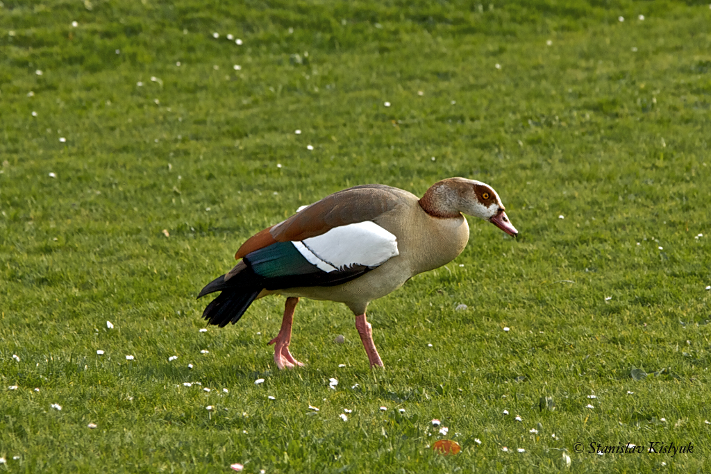 Nilgans