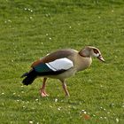 Nilgans