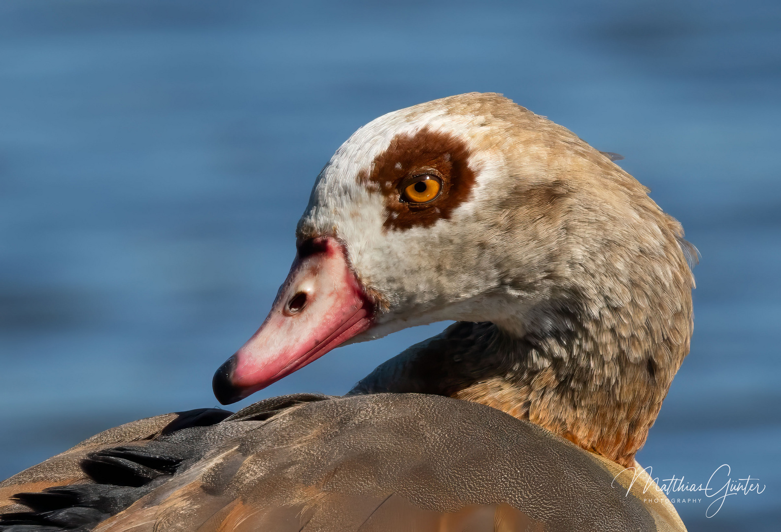 Nilgans