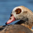 Nilgans