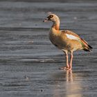 Nilgans