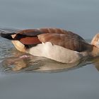 Nilgans 