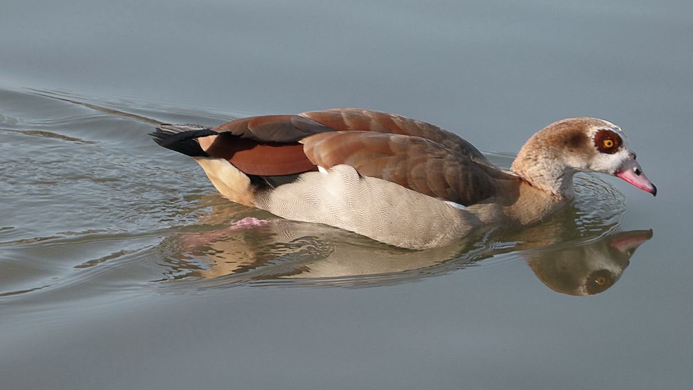 Nilgans 