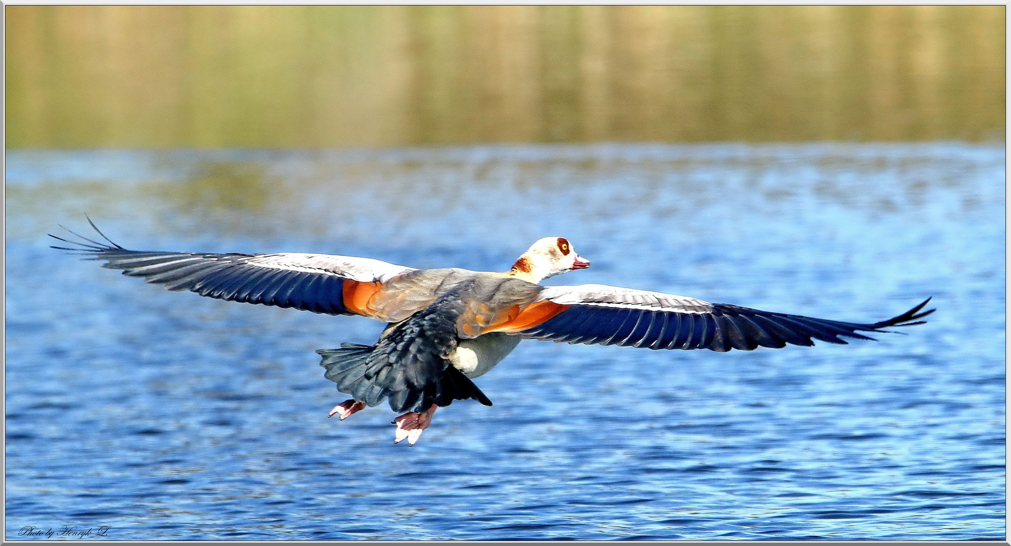 Nilgans