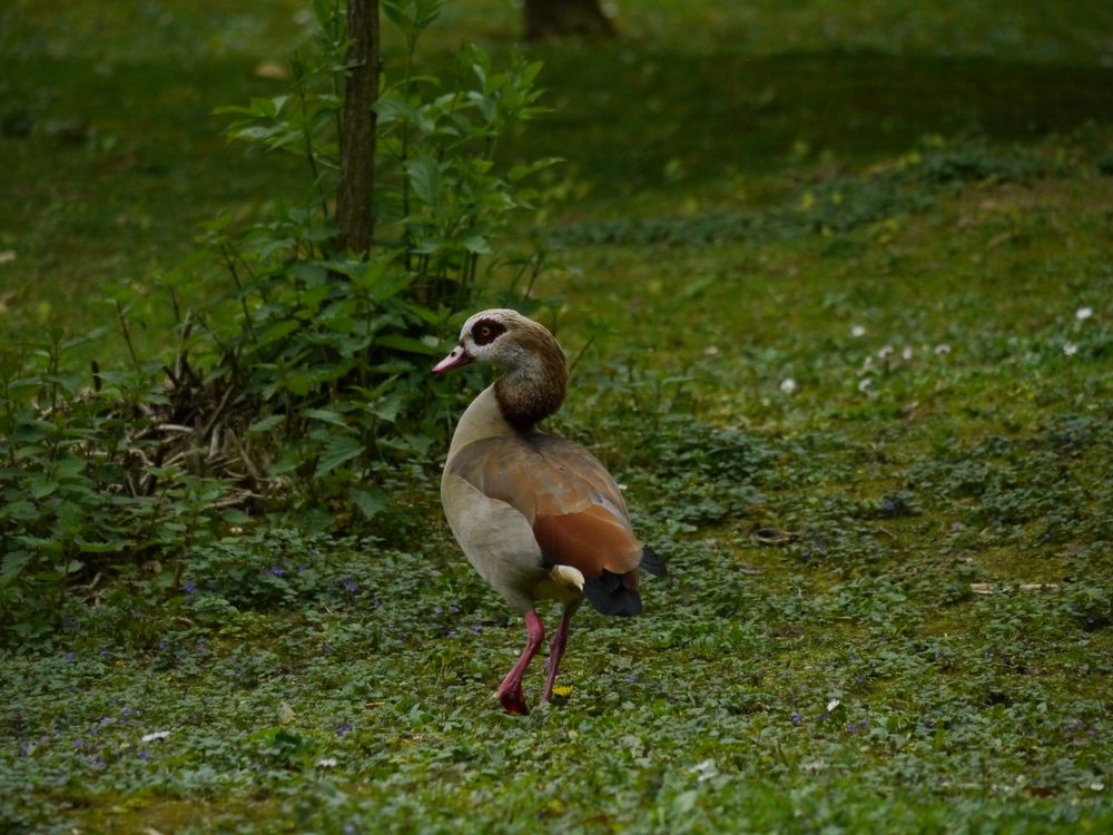 Nilgans