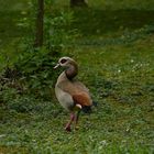 Nilgans