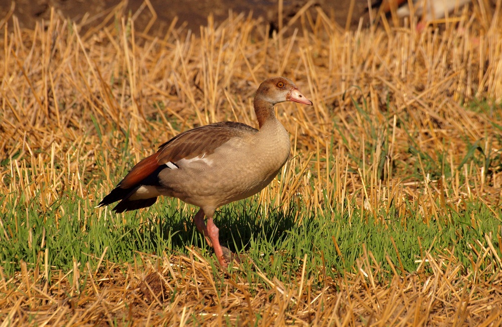 Nilgans