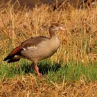 Nilgans