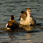 Nilgans