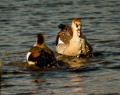 Nilgans