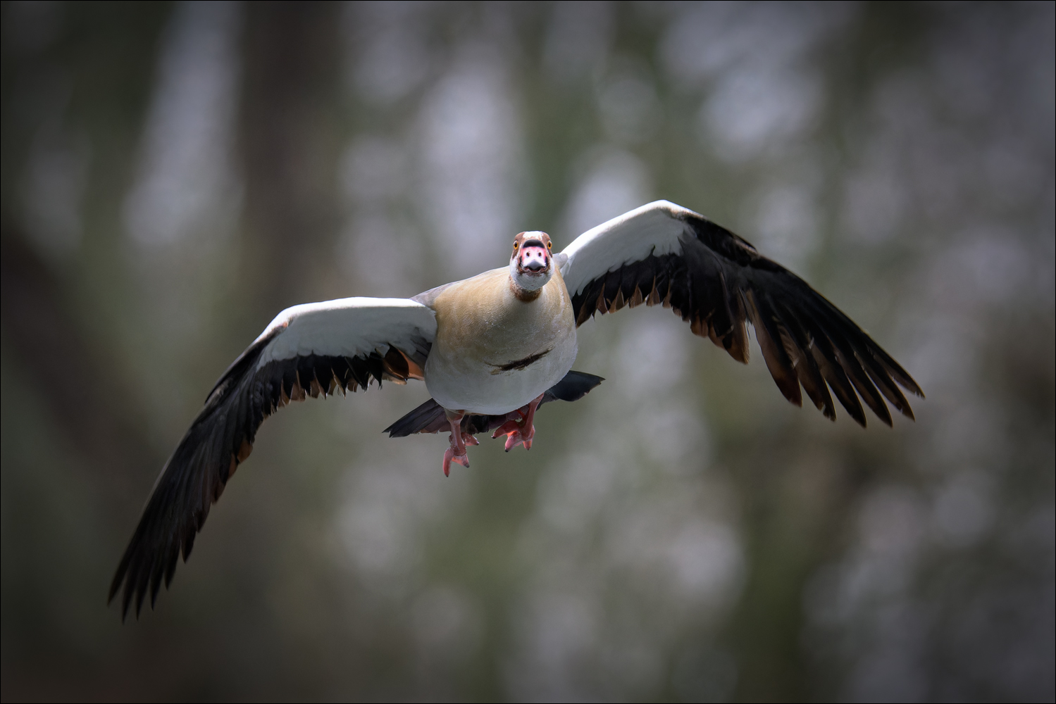 Nilgans