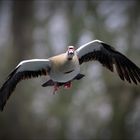 Nilgans